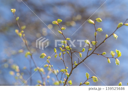 Camera capturing fine textures along leaf perimeters with artistic blur. Detailed photographic exploration highlighting subtle edges of young leaves with creative soft focus 139525686