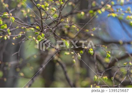 Soft wind dance. Youthful foliage sways with breeze. Light wind brushes through vibrant leaf groups. Gentle air stirs youthful leaf clusters creating lively outdoor scenes 139525687