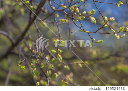 Bright shoots bloom in morning. Young plant tendrils glow amidst misty morning. Newly sprouted leaves and shoots beautifully shine against foggy background at sunrise Bright shoots bloom in morning. Young plant tendrils glow amidst misty morning. Newly sprouted leaves and shoots beautifully shine against foggy background at sunrise 139525688