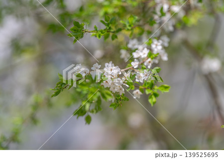 White blossom cluster on branch, soft bokeh background, fresh green leaves, morning light, delicate petals, serene macro focus perfect for nature and wellness imagery White blossom cluster on branch, soft bokeh background, fresh green leaves, morning light, delicate petals, serene macro focus perfect for nature and wellness imagery 139525695
