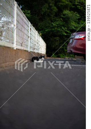 駐車場でくつろぐ白黒猫 駐車場でくつろぐ白黒猫 139525871