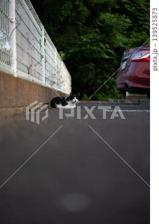 路地のフェンスと白黒猫 路地のフェンスと白黒猫 139525873