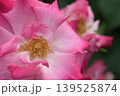 ピンクのバラのおしべとめしべと花びら 139525874