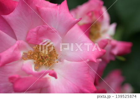 ピンクのバラのおしべとめしべと花びら 139525874