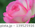 雨あがりにピンクのバラの花が咲いています 139525916