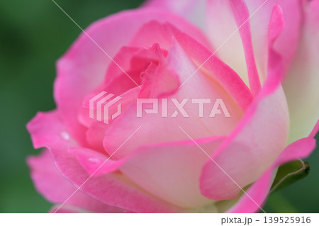 雨あがりにピンクのバラの花が咲いています 139525916
