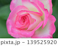雨粒の残ったピンク色の薔薇の花 139525920