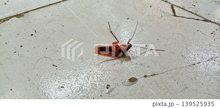 Cockroach upside down on cracked ceramic floor Cockroach upside down on cracked ceramic floor 139525935