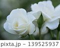 春に咲いた白いバラの花 139525937