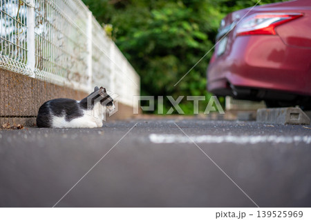 静かに佇む街角の猫 139525969