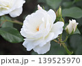 白いバラの花と開き始めたツボミ 139525970