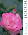 春に咲いたピンク色の薔薇の花 139525988