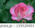 薔薇園にピンク色のバラの花が咲いています 139526001