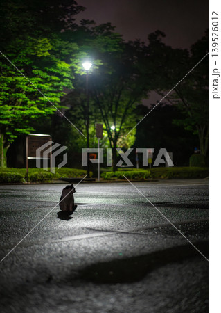 雨上がりの夜、街灯下の猫 139526012