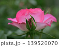 ピンク色の薔薇のつぼみと開いた花 139526070