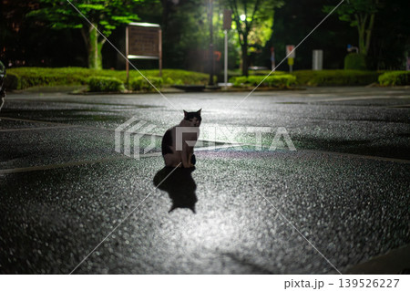 夜の雨上がりに佇む猫 夜の雨上がりに佇む猫 139526227