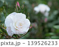 咲いた白いバラと後に続くつぼみ 139526233