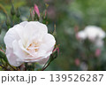 白いバラの花と開き始めたツボミ 139526287