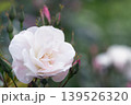 雨上がりの白いバラとツボミ 139526320