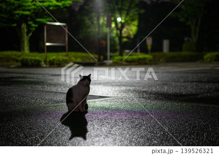 夜の雨上がり、佇む猫 139526321