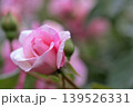 春のバラ園に咲くピンクの薔薇の花 139526331