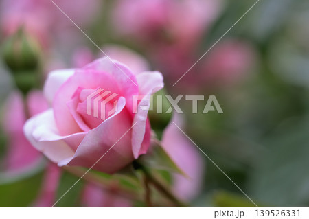 春のバラ園に咲くピンクの薔薇の花 139526331