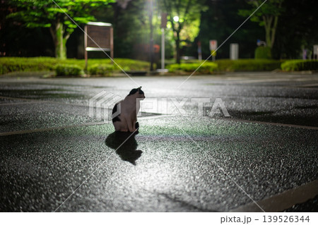 夜の公園、雨上がりの猫 夜の公園、雨上がりの猫 139526344