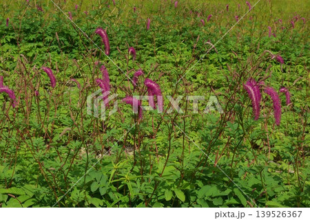 初夏の長野県白馬村の白馬五竜岳のお花畑には高山植物がたくさん咲いています。 139526367