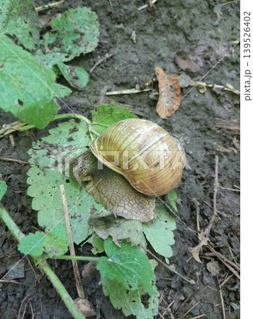 A big snail on forest ground green leaves in sunlight A big snail on forest ground green leaves in sunlight 139526402