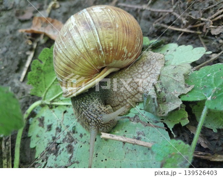 A big snail on forest ground green leaves in sunlight A big snail on forest ground green leaves in sunlight 139526403