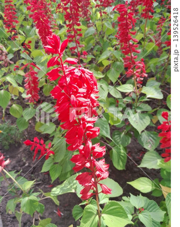 Red Salvia flowers in the garden Red Salvia flowers in the garden 139526418