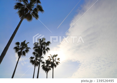 ヤシの木 太陽 青空 雲 飛行機雲 ヤシの木 太陽 青空 雲 飛行機雲 139526495