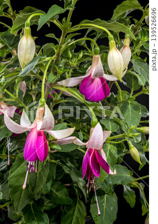 Beautiful Pink and White Fuchsia Flowers with Green Leaves Beautiful Pink and White Fuchsia Flowers with Green Leaves 139526696