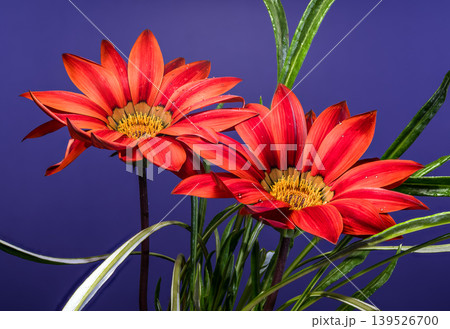 Two red gazania flowers with water drops on a dark blue background 139526700
