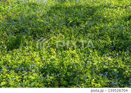 Field of Small Blue Forget-Me-Not Flowers Blooming in Green Grass Field of Small Blue Forget-Me-Not Flowers Blooming in Green Grass 139526704