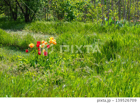 Red And Yellow Tulips Blooming In Tall Green Meadow Grass Red And Yellow Tulips Blooming In Tall Green Meadow Grass 139526709