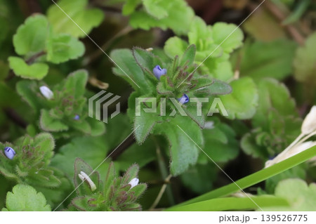 春の野原に咲く青い小さなフラサバソウの花 139526775