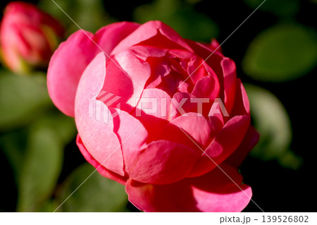 赤くて丸いバラの花 139526802