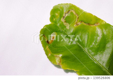 ハモグリガに食害されたレモンの葉 ハモグリガに食害されたレモンの葉 139526806
