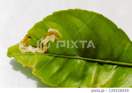 ハモグリガに食害されたレモンの葉 ハモグリガに食害されたレモンの葉 139526830