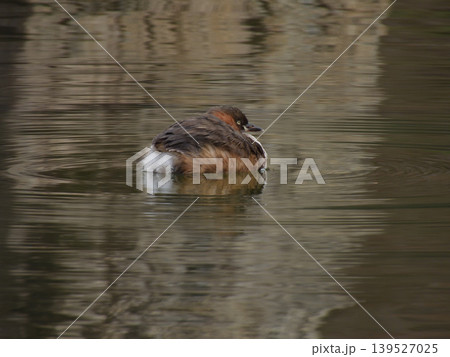 びわこ文化公園 カイツブリ(鳰) びわこ文化公園 カイツブリ(鳰) 139527025