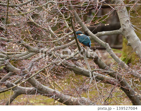 びわこ文化公園　カワセミ（翡翠） 139527084