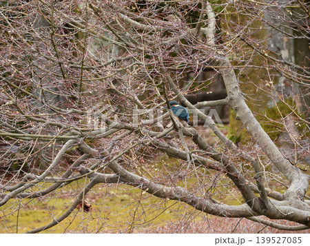 びわこ文化公園　カワセミ（翡翠） 139527085