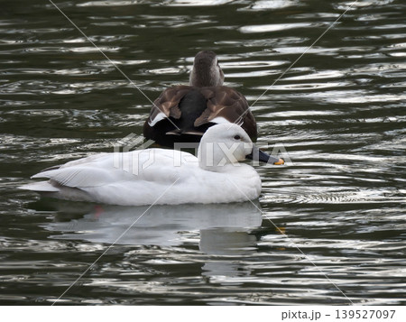 びわこ文化公園 白いカルガモ(白変種) びわこ文化公園 白いカルガモ(白変種) 139527097