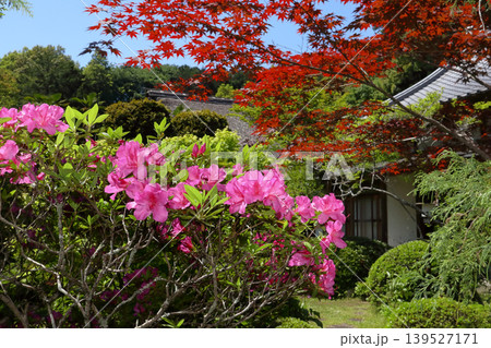 ロマンチック茨城（自然豊かな板敷山の麓の庭に春の陽ざしのなか眩しく咲き乱れるつつじ。）石岡市、大覚寺 139527171