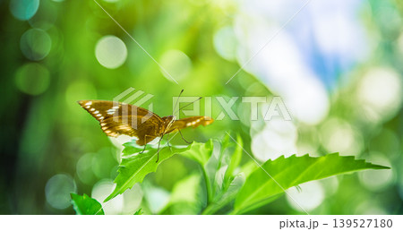 Gorgeous tropical butterfly closeup, stunning bokeh tropical garden foliage background, breathtaking macro nature wallpaper, dreamy exotic insect photography Gorgeous tropical butterfly closeup, stunning bokeh tropical garden foliage background, breathtaking macro nature wallpaper, dreamy exotic insect photography 139527180