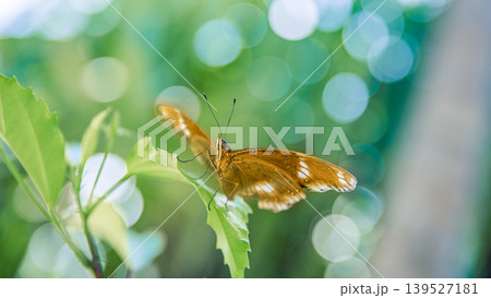 Stunning exotic butterfly macro, luminous wings against dreamy soft bokeh tropical garden, breathtaking natural foliage wallpaper, outstanding nature closeup background 139527181
