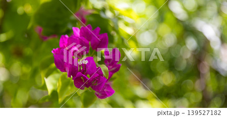 Gorgeous summer bougainvillea flowers against lush green tropical foliage, breathtaking vibrant floral nature background, dreamy exotic garden scenery 139527182