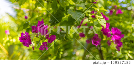 Stunning bougainvillea blooms cascading over lush tropical green foliage, luminous summer garden scenery, breathtaking exotic floral wallpaper background 139527183
