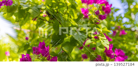 Breathtaking summer bougainvillea flowers, vivid petals glowing against dreamy lush tropical foliage, ethereal exotic garden nature closeup, stunning floral wallpaper 139527184
